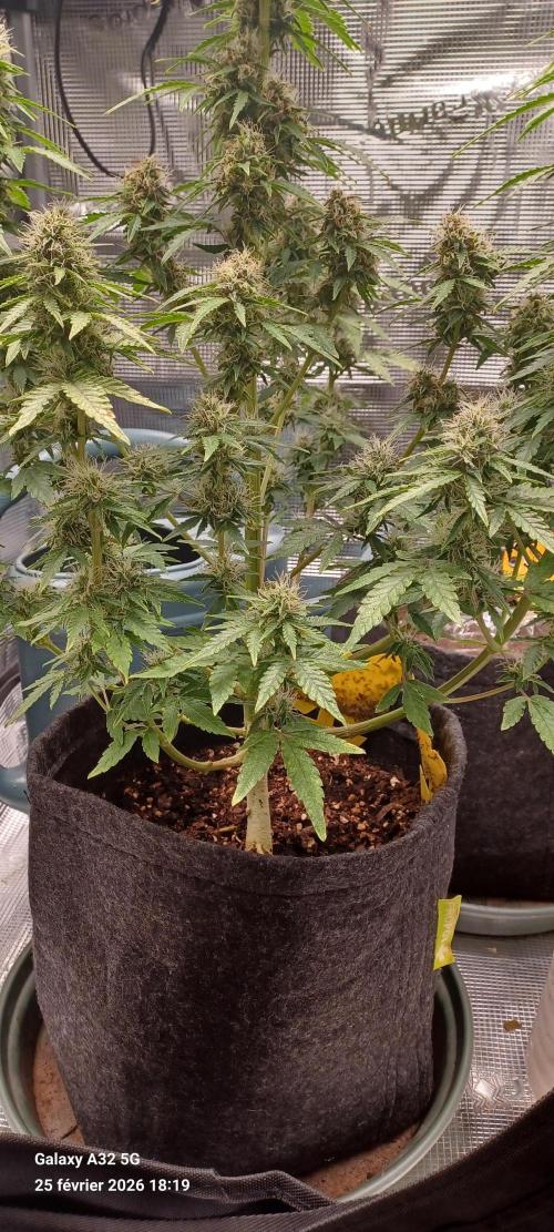 1st full indoor grow. Week 9