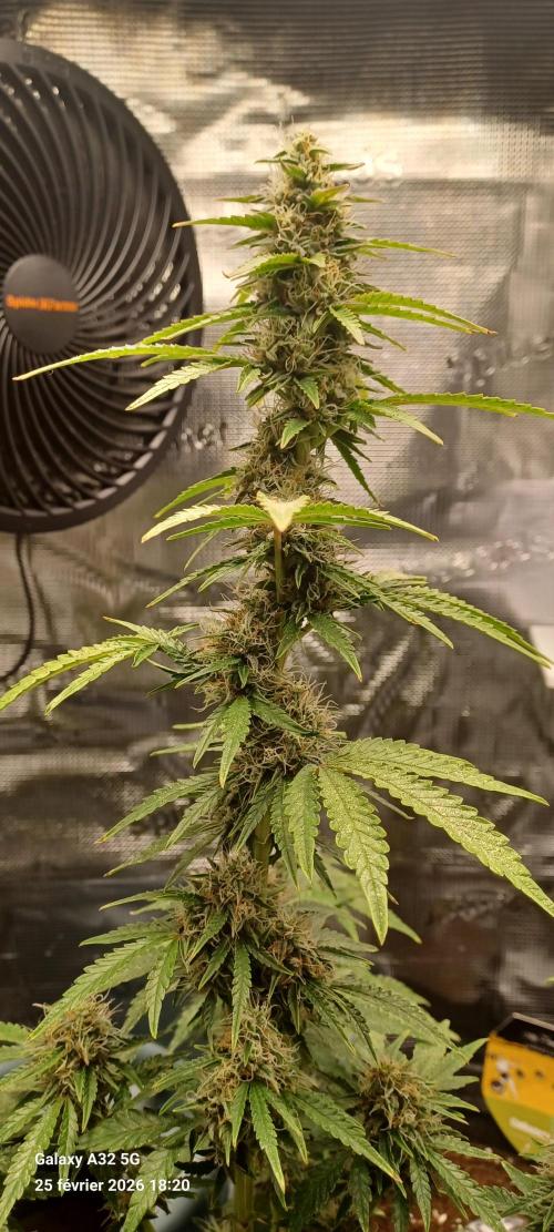 1st full indoor grow. Week 9