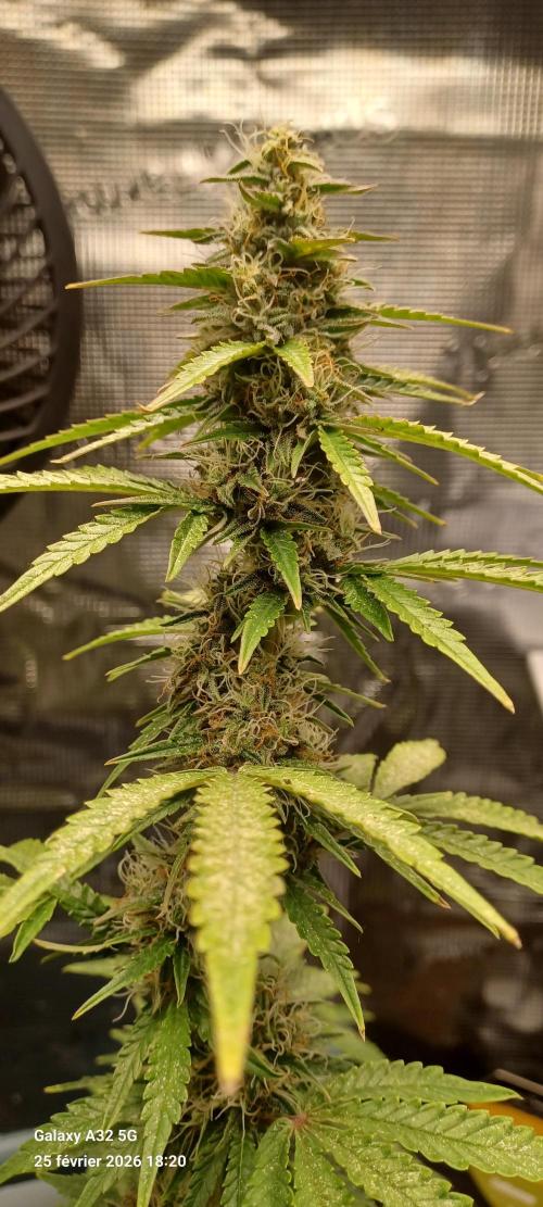 1st full indoor grow. Week 9