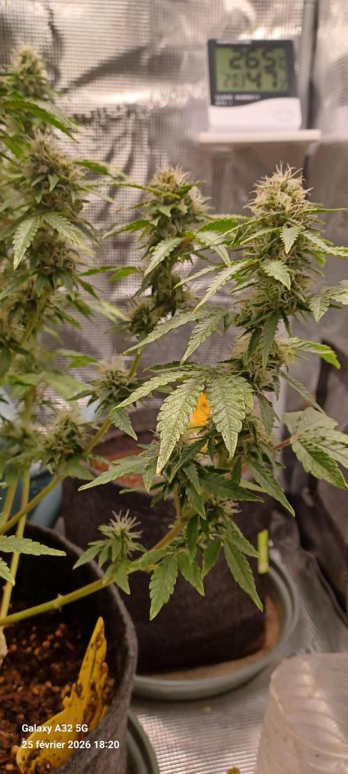 1st full indoor grow. Week 9