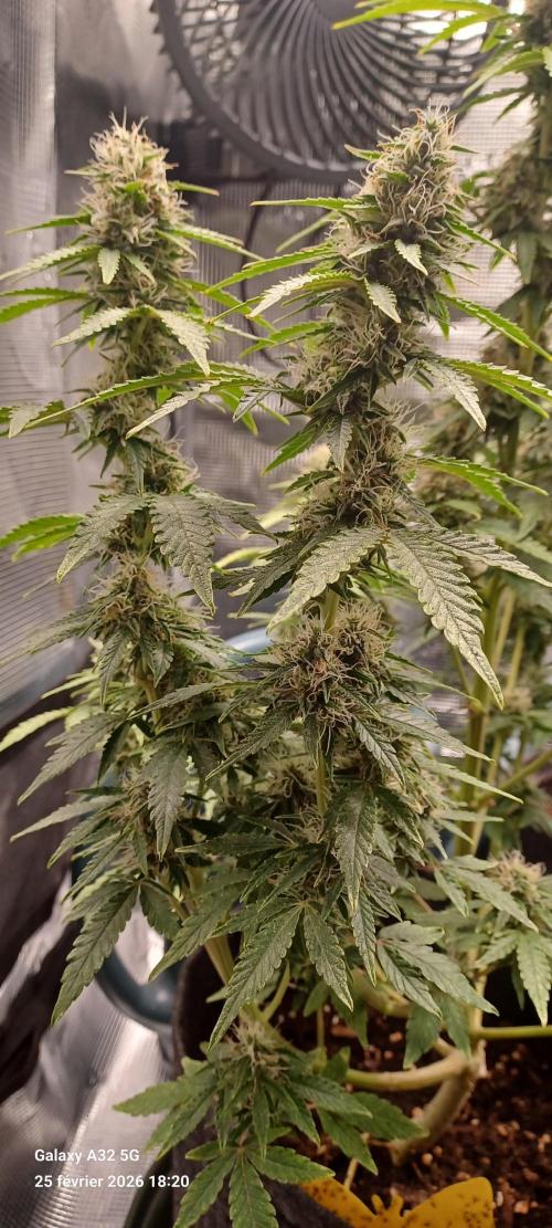 1st full indoor grow. Week 9