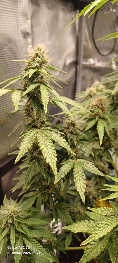 1st full indoor grow. Week 9