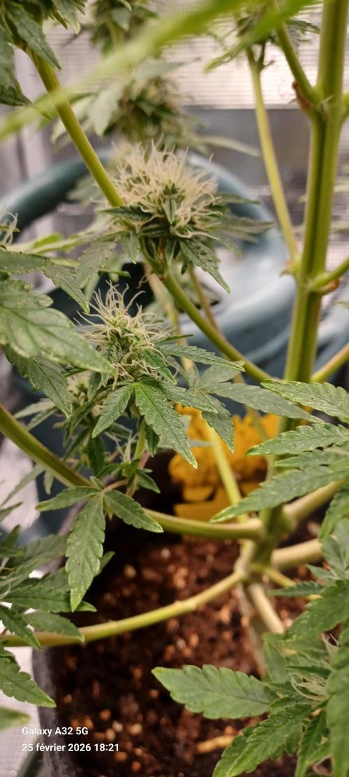 1st full indoor grow. Week 9