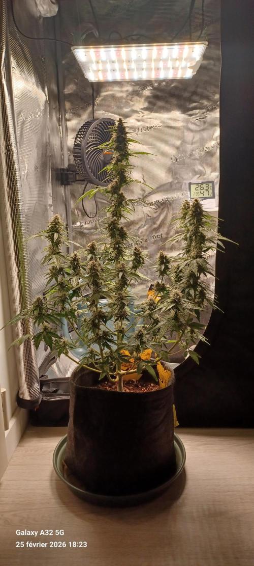 1st full indoor grow. Week 9