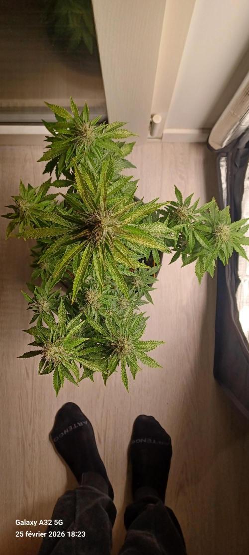 1st full indoor grow. Week 9