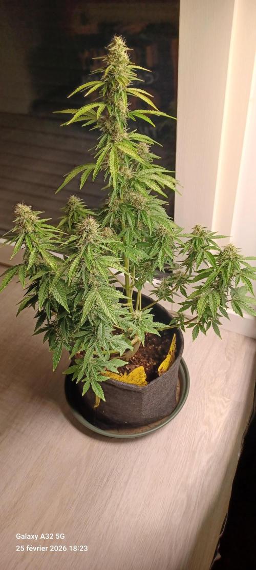1st full indoor grow. Week 9