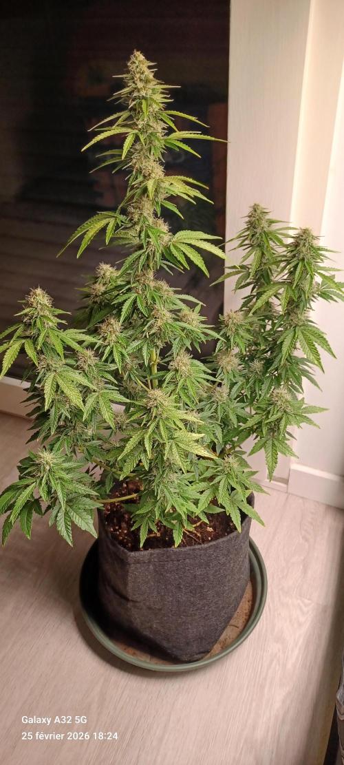 1st full indoor grow. Week 9