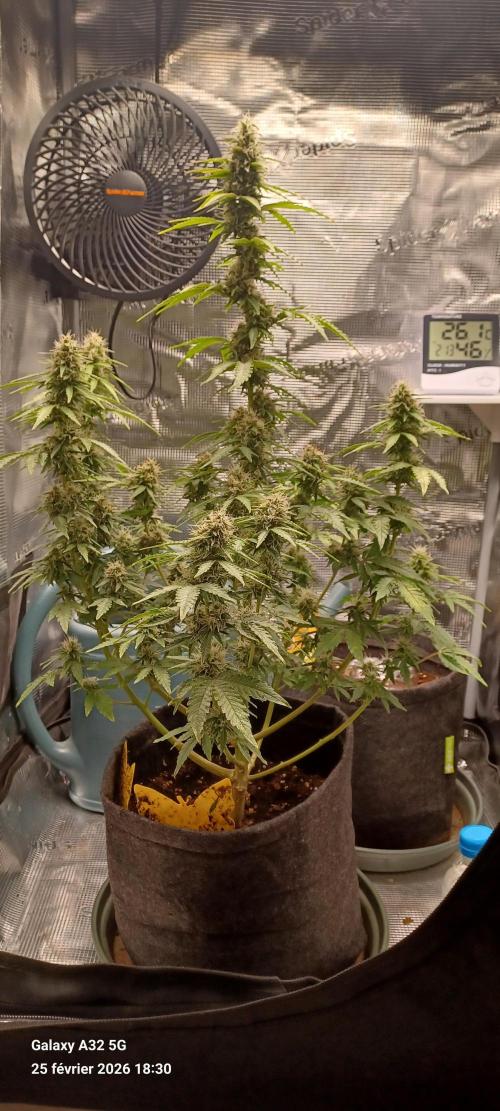 1st full indoor grow. Week 9