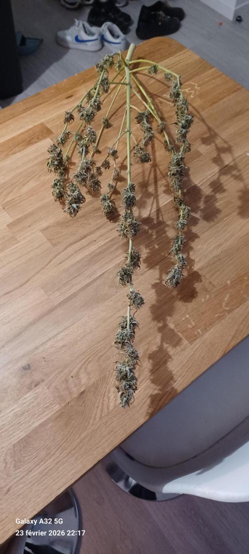 1st full indoor grow. Week 9