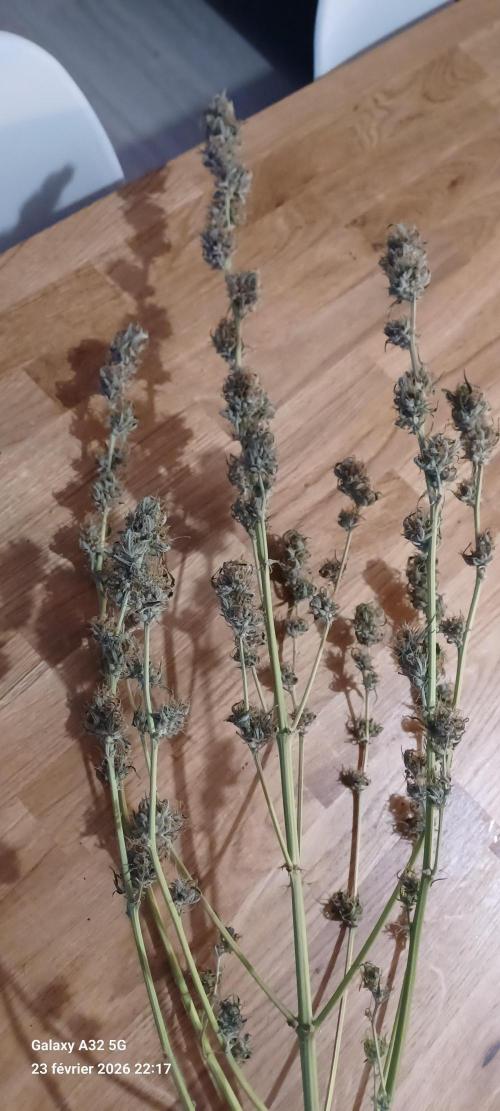 1st full indoor grow. Week 9