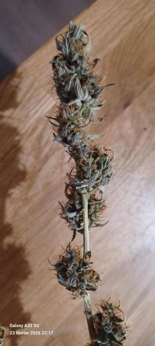 1st full indoor grow. Week 9