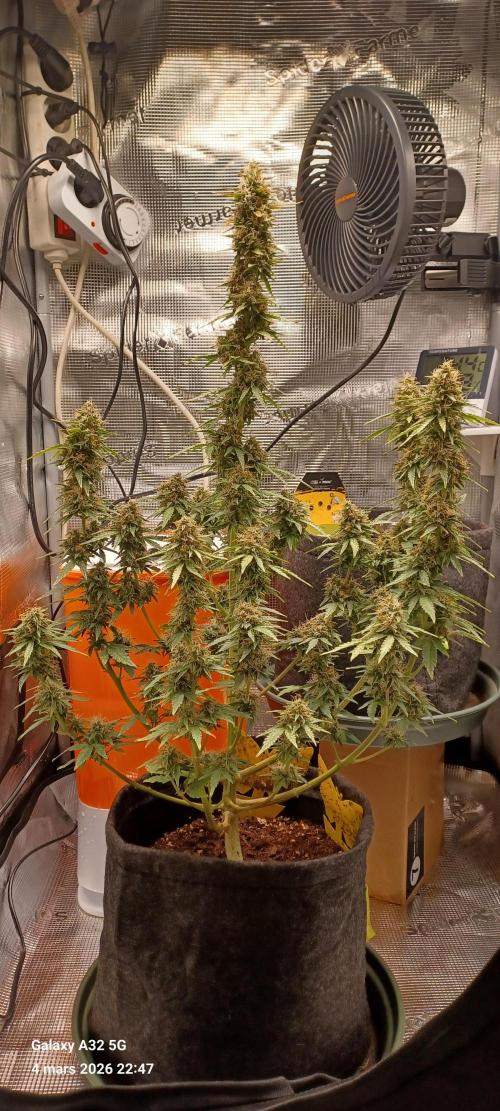 1st full indoor grow. Week 10