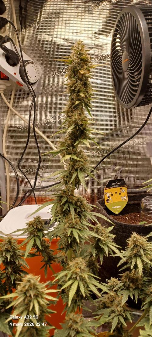 1st full indoor grow. Week 10