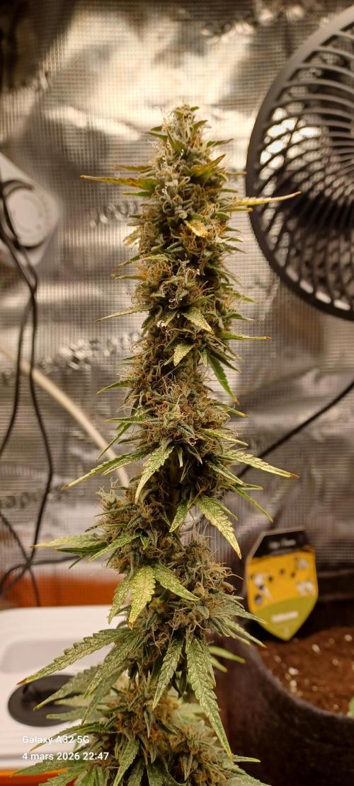 1st full indoor grow. Week 10