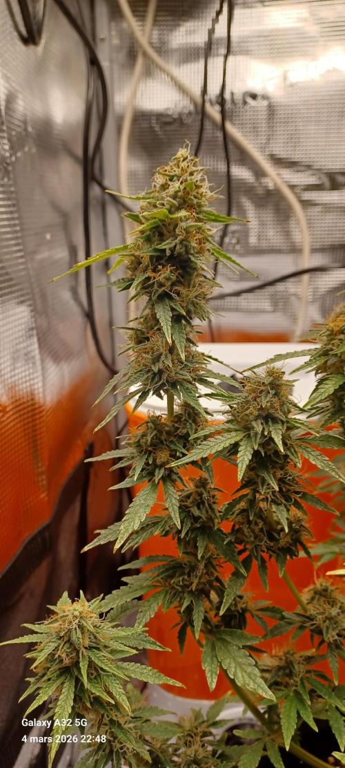 1st full indoor grow. Week 10