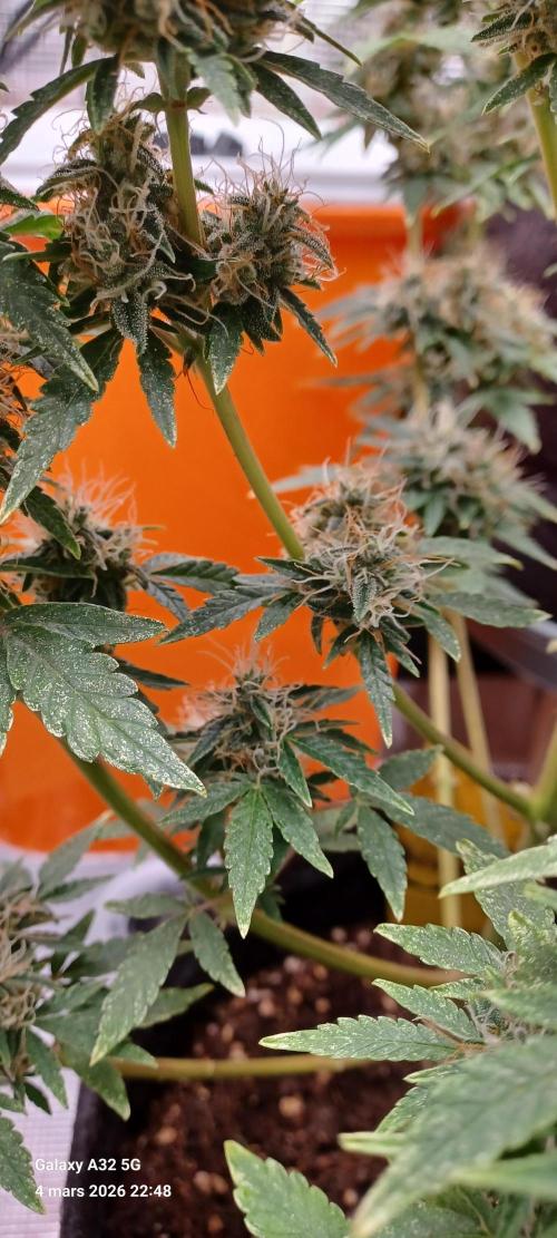 1st full indoor grow. Week 10