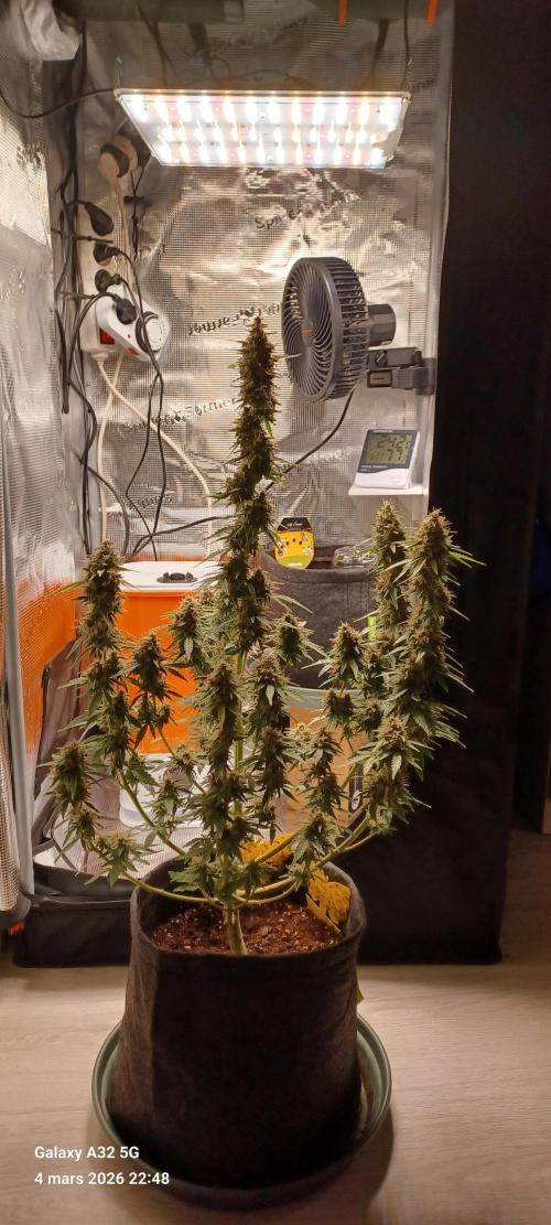 1st full indoor grow. Week 10