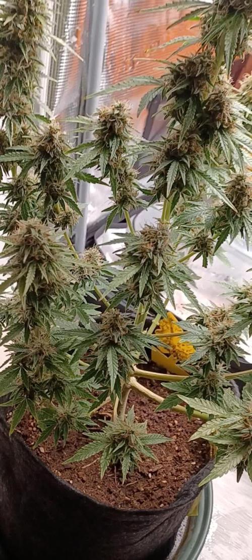 1st full indoor grow
