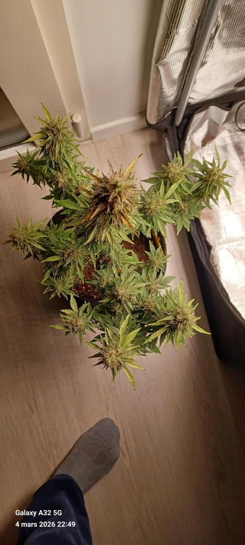 1st full indoor grow. Week 10