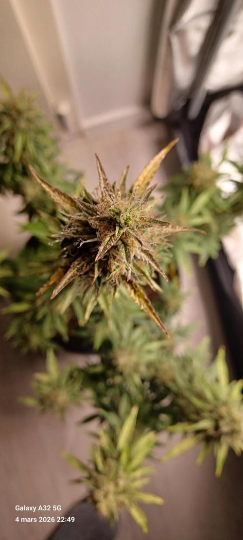 1st full indoor grow. Week 10