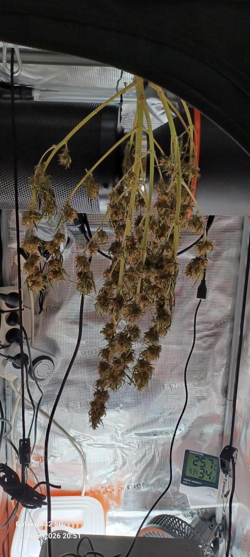 1st full indoor grow. Week 11