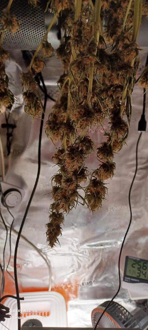 1st full indoor grow. Week 11