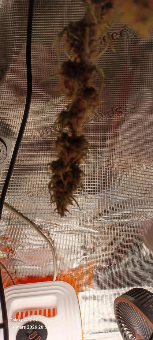 1st full indoor grow. Week 11