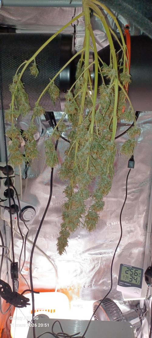 1st full indoor grow. Week 11