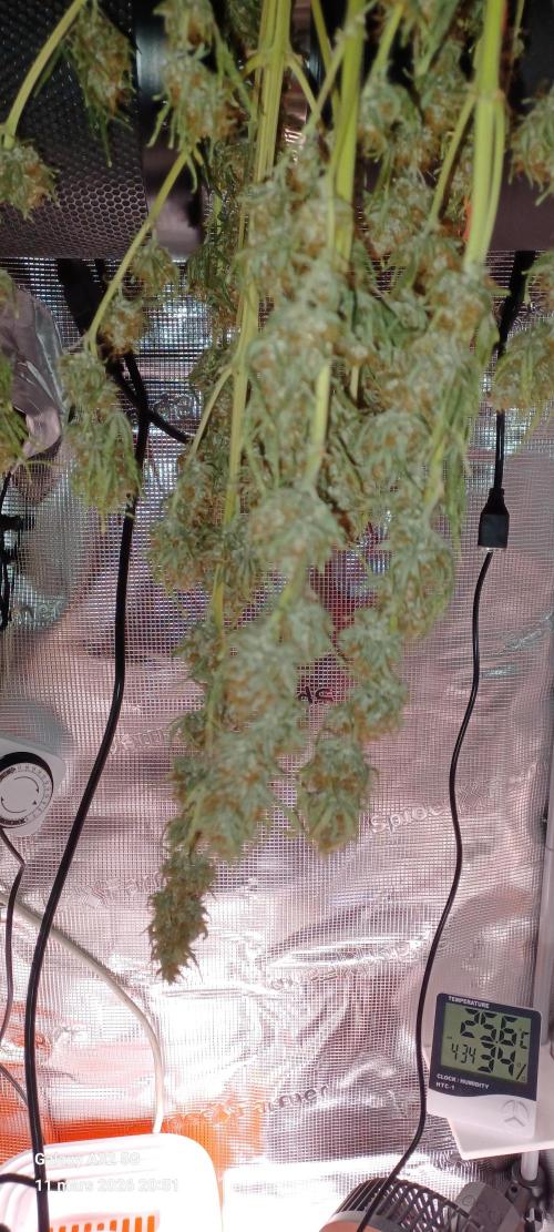 1st full indoor grow. Week 11