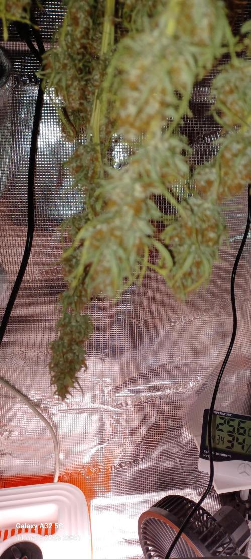 1st full indoor grow. Week 11