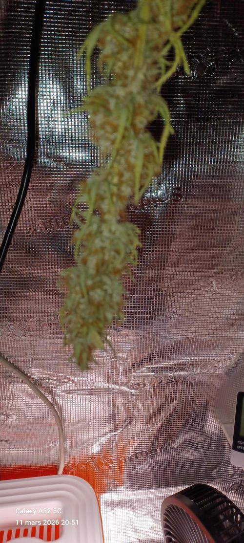 1st full indoor grow. Week 11