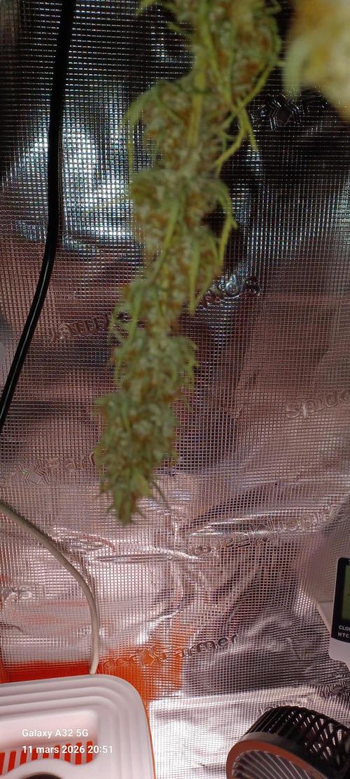 1st full indoor grow. Week 11