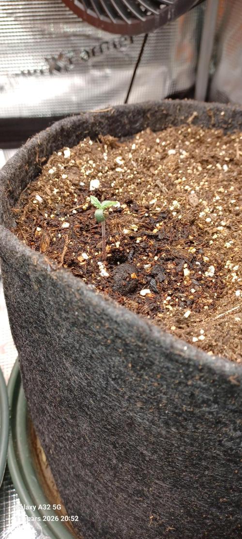 Corkscrew tyson 2.0 indoor. Week 2