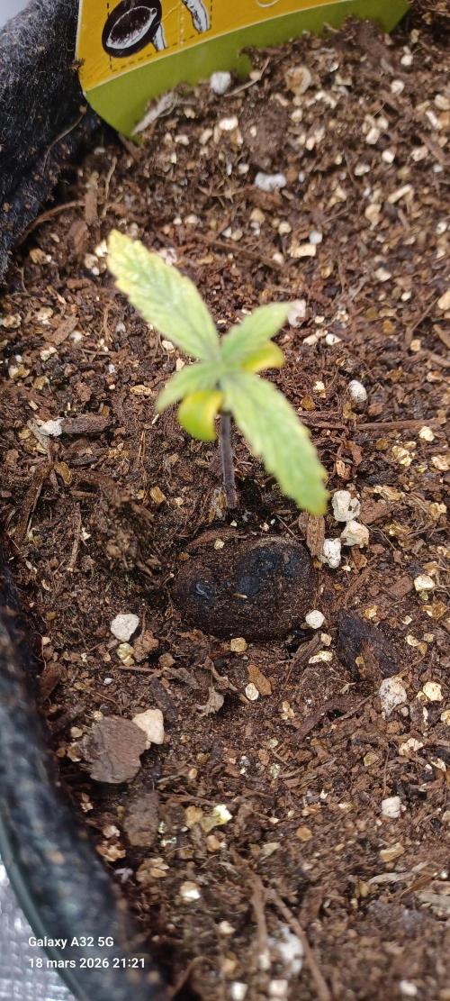 Corkscrew Automatic. Week 3