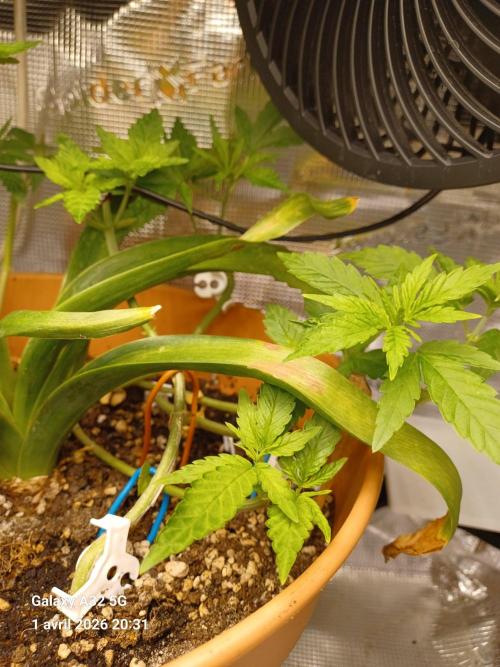Corkscrew Automatic. Week 5