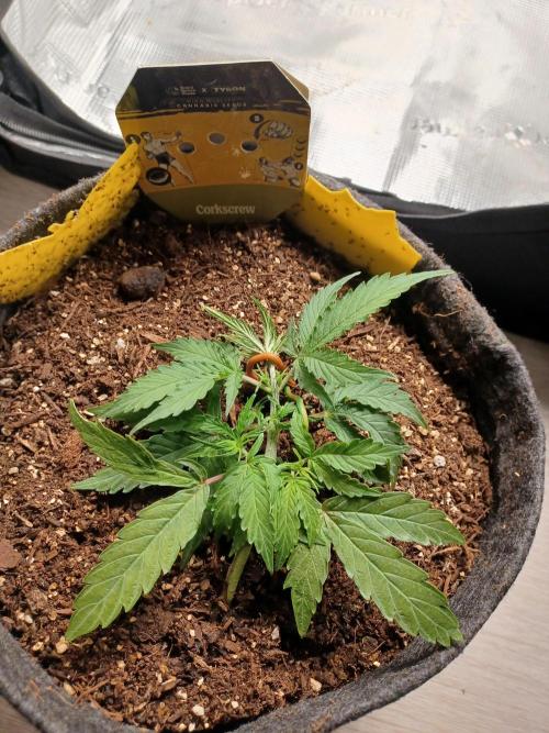 Corkscrew tyson 2.0 indoor. Week 6