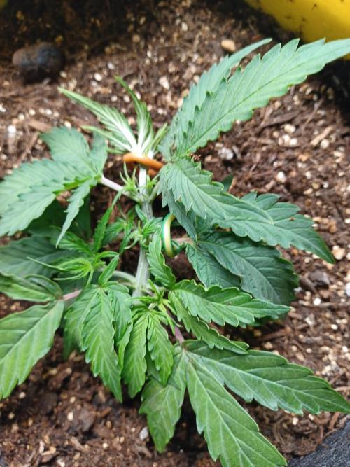 Corkscrew Automatic. Week 6