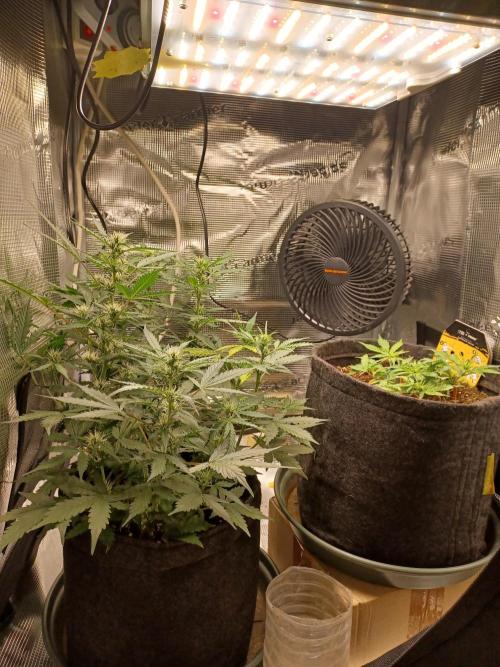 Corkscrew tyson 2.0 indoor. Week 7