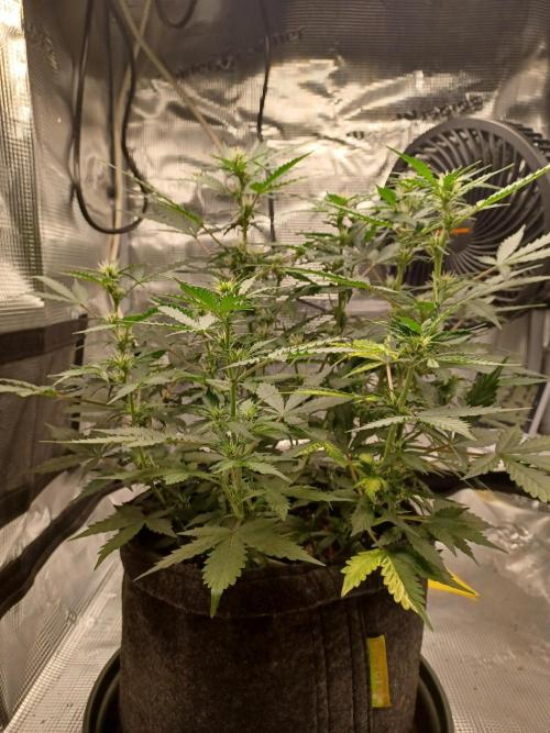 Corkscrew tyson 2.0 indoor. Week 7