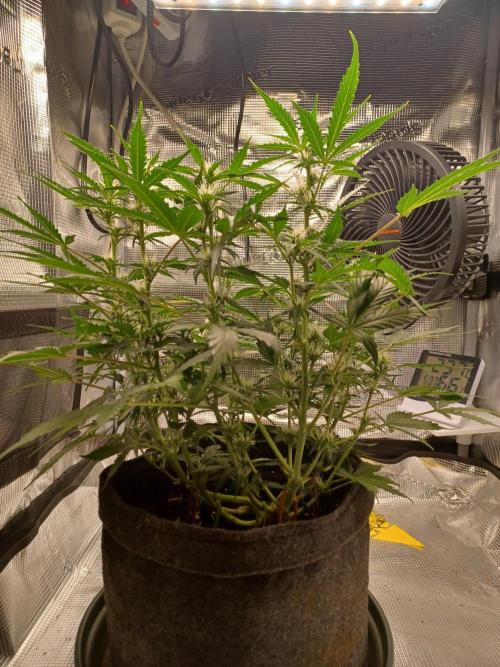 Corkscrew tyson 2.0 indoor. Week 7