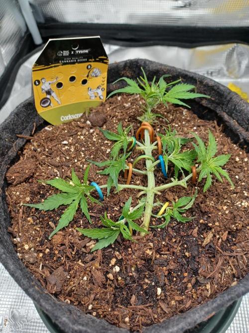 Corkscrew tyson 2.0 indoor. Week 7