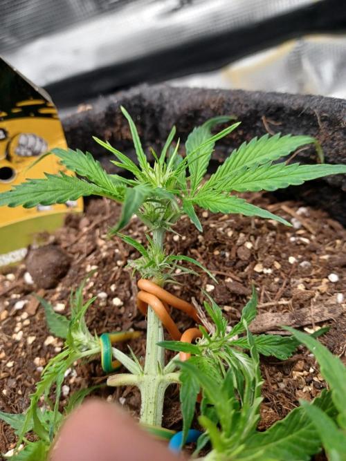 Corkscrew tyson 2.0 indoor. Week 7