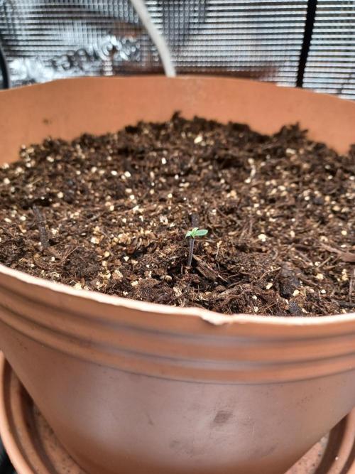 1st Royal Runtz auto rqs indoor. Week 0