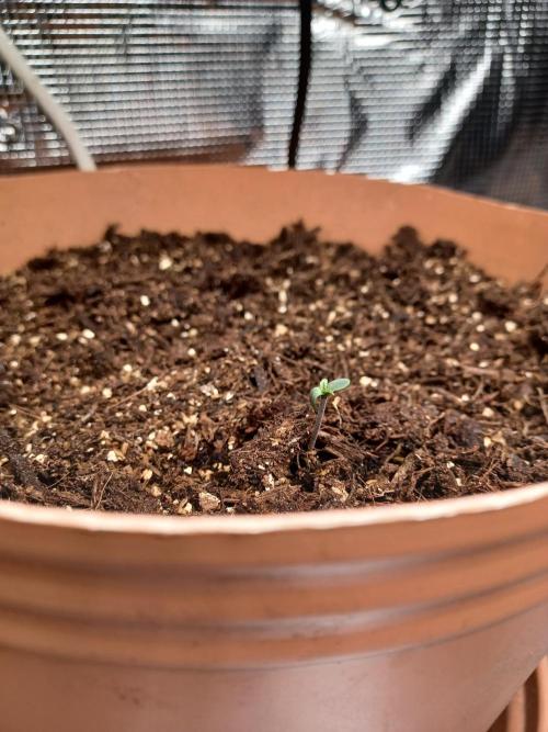 1st Royal Runtz auto rqs indoor. Week 0