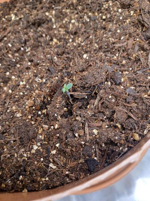 1st Royal Runtz auto rqs indoor. Week 0