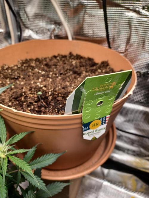 1st Royal Runtz auto rqs indoor. Week 0