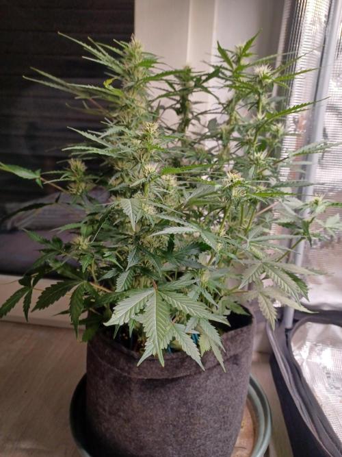 Corkscrew tyson 2.0 indoor. Week 8