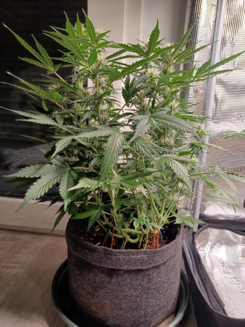 Corkscrew tyson 2.0 indoor. Week 8