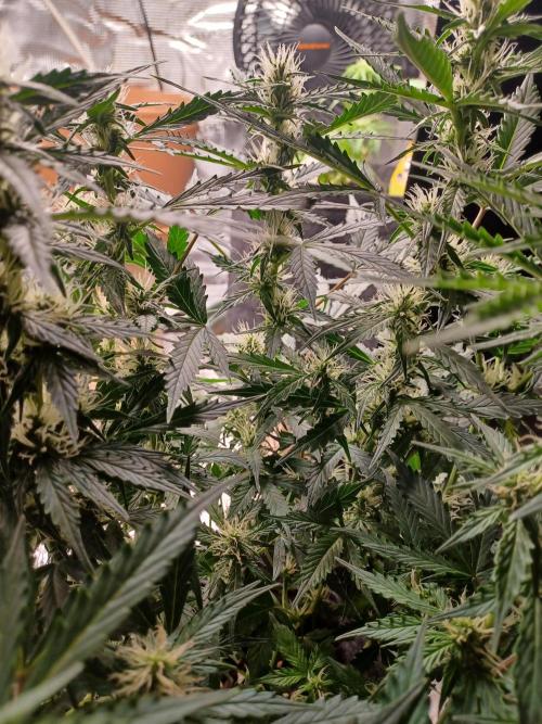 Corkscrew tyson 2.0 indoor. Week 8