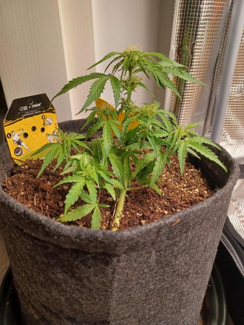 Corkscrew tyson 2.0 indoor. Week 8